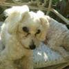 anjel12806
